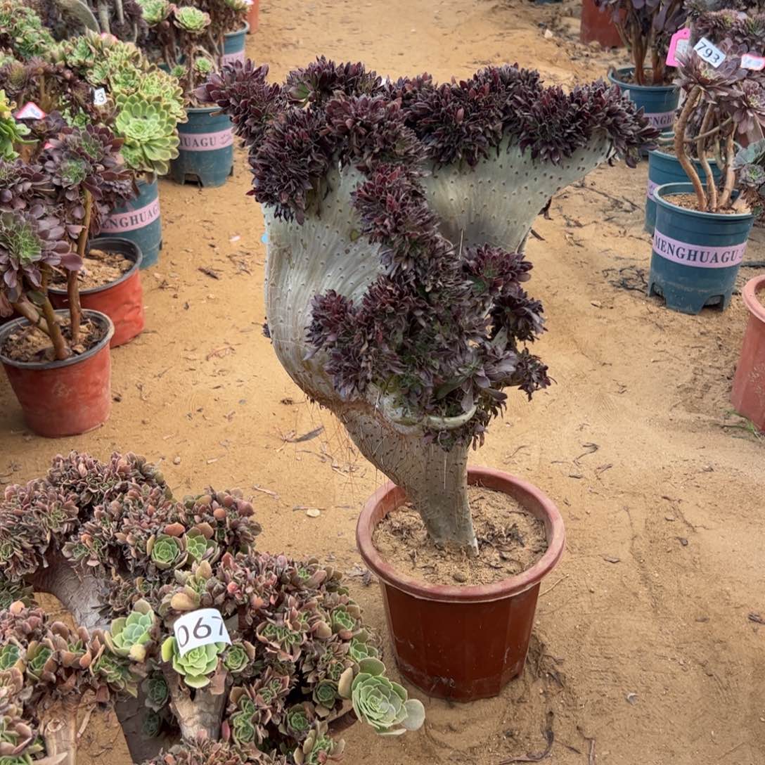 黑缀微瑕疵高度50厘米