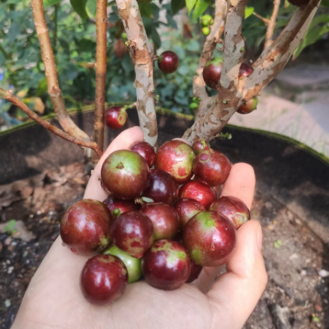 四季嘉宝果果苗果树艾斯卡一年四季开花结果多次皮薄清甜常年吃果