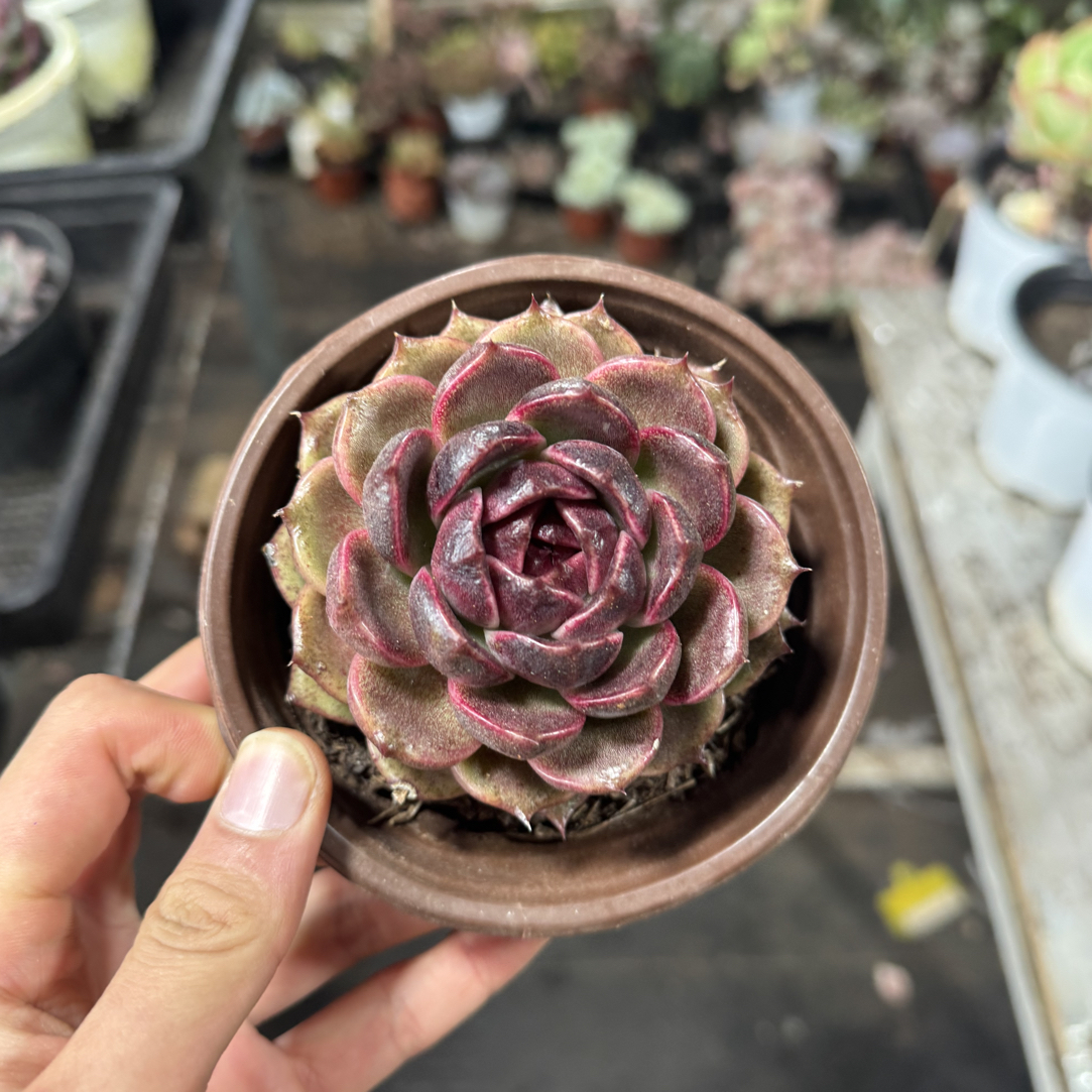 【任意两单包邮】黑梅阳台办公室庭院老桩盆栽多肉植物多肉盆栽