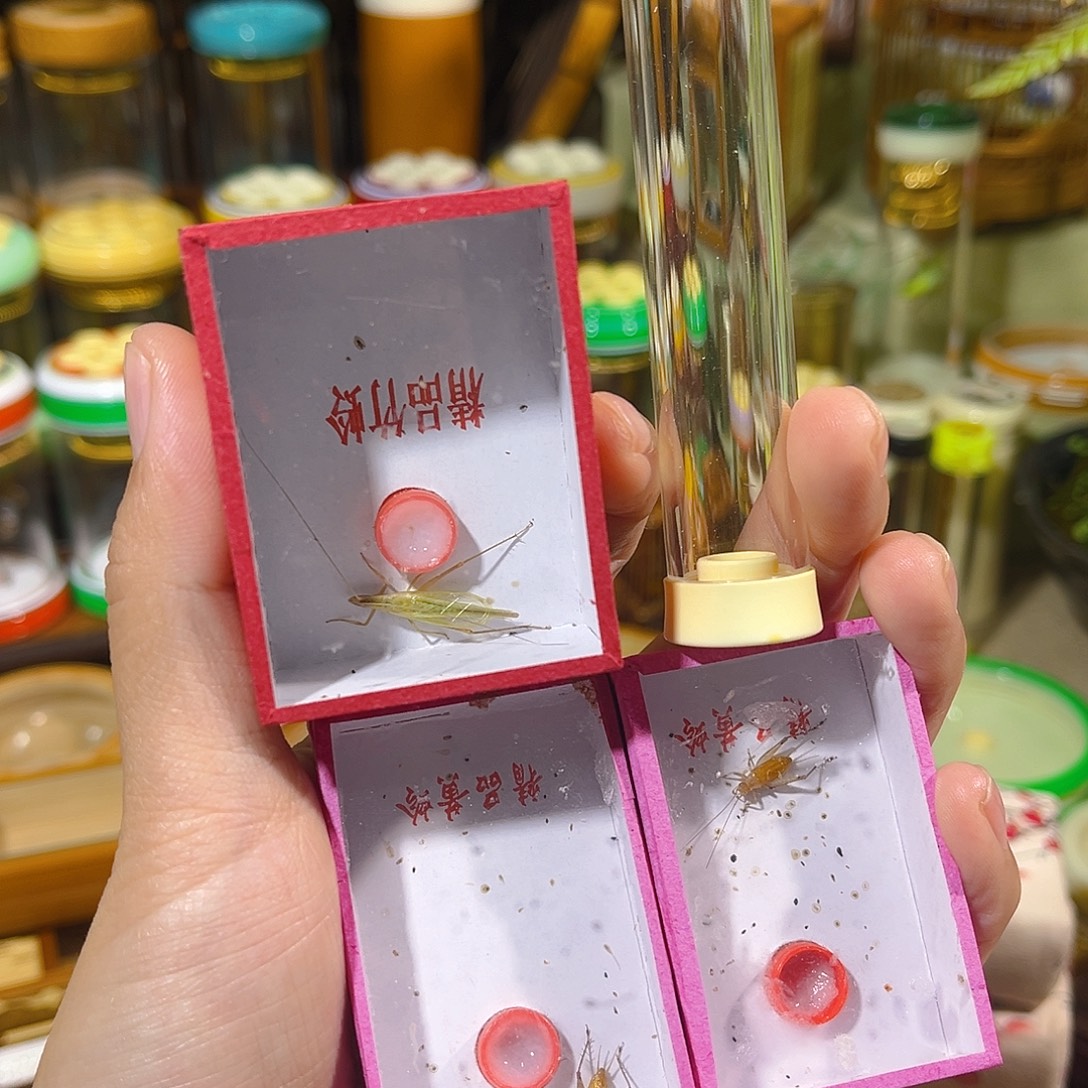 蟋蟀黄蛉筒+两只通货大黄蛉+一只竹蛉