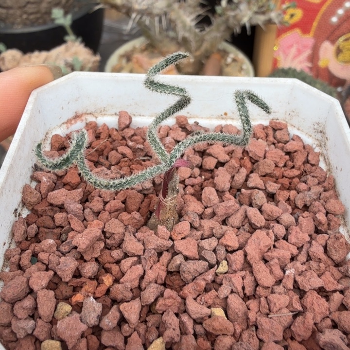 毛叶G V弹簧草（满28包邮）