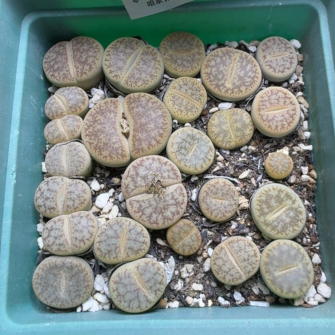 1883 哈哈哈哈哈哈哈哈