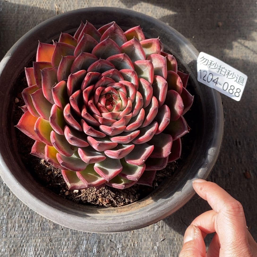 两单包邮1204-88杂