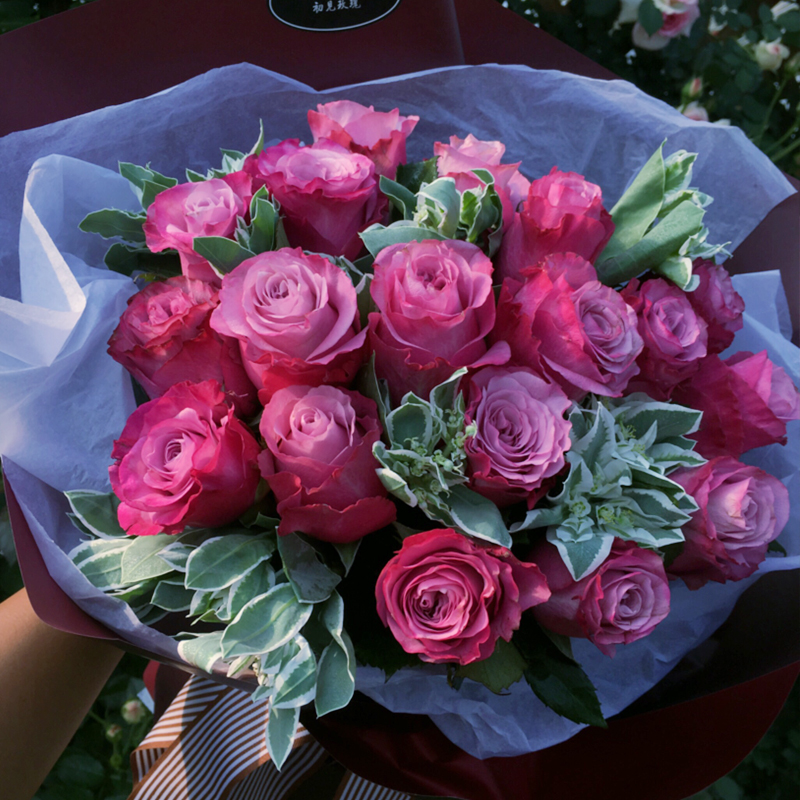 魅影大苗   四季灌木月季