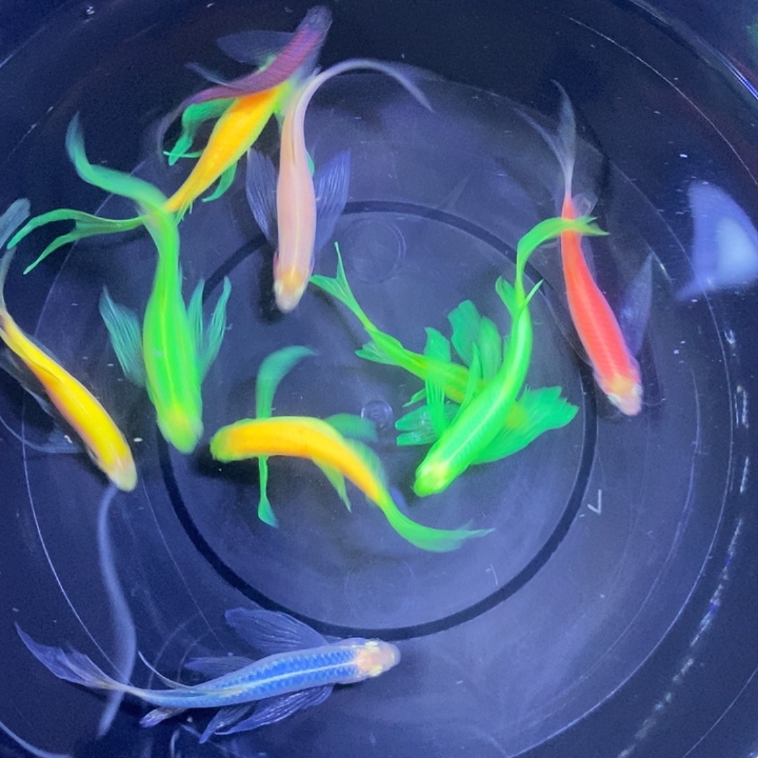 斑马鱼蝶翼斑马3-4厘米练手鱼微瑕疵10条
