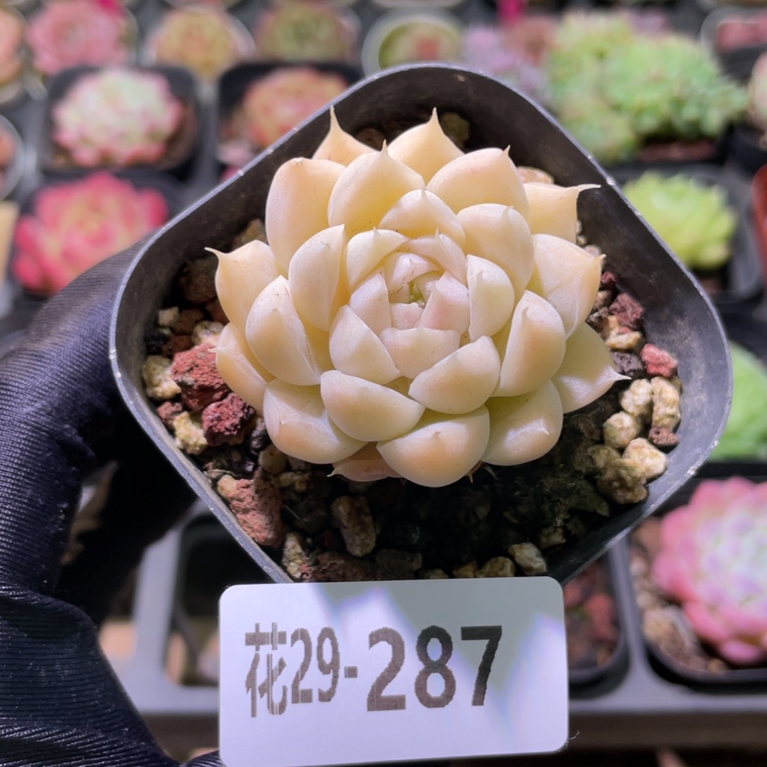 花利美29-287麦秆