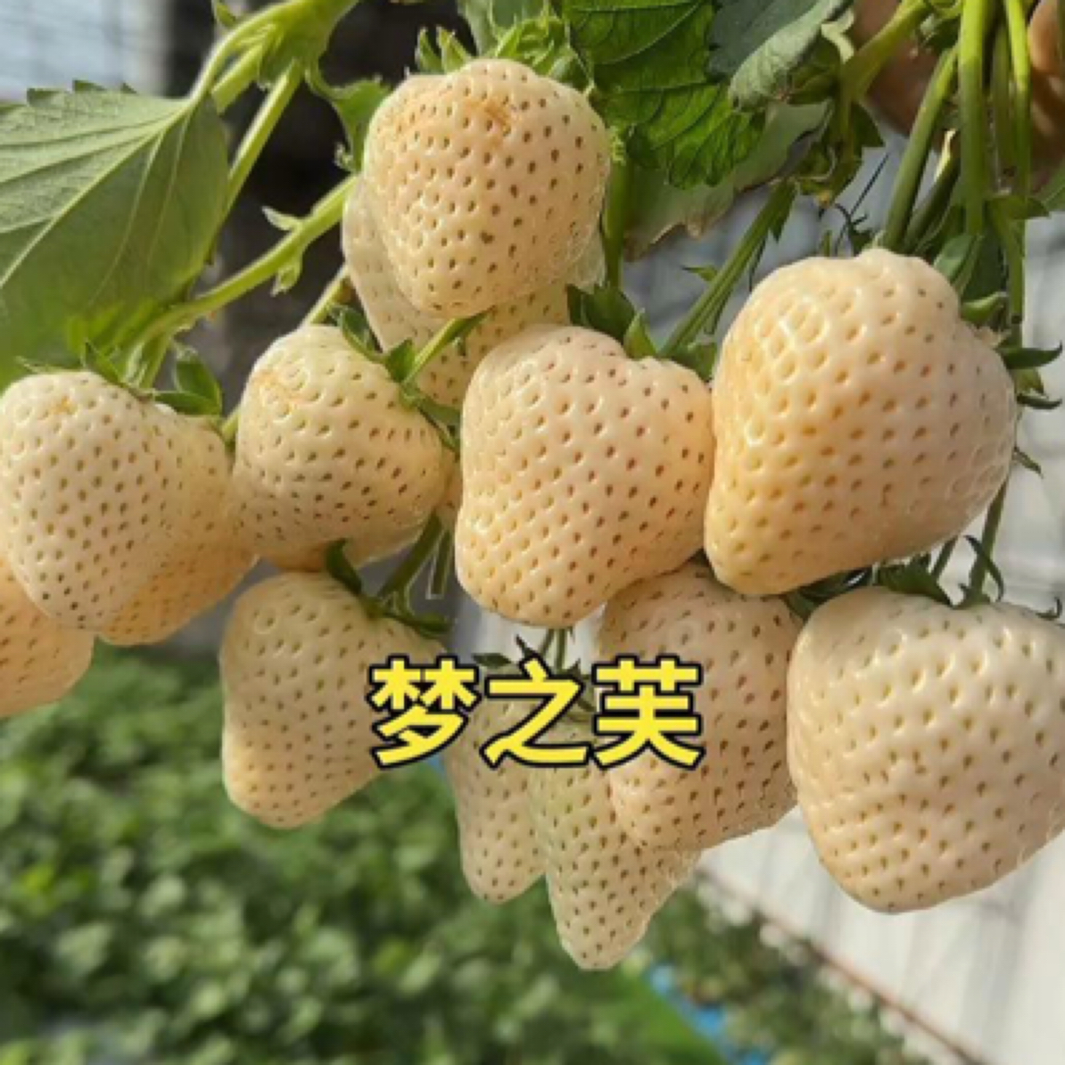 1加仑梦之芙草莓盆栽