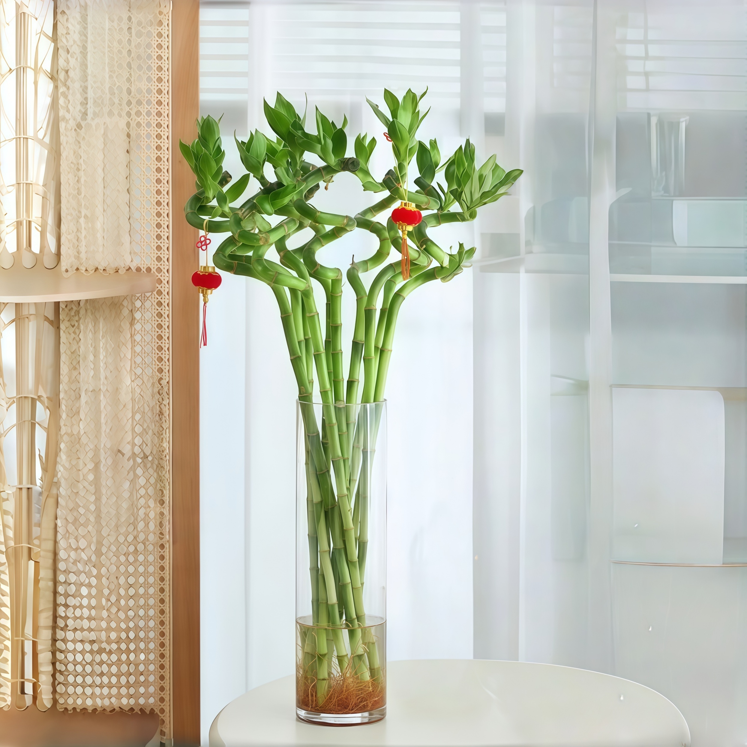 带根水培转运竹龙竹绿植盆栽植物富贵竹客厅室内直竹竹子水养弯竹