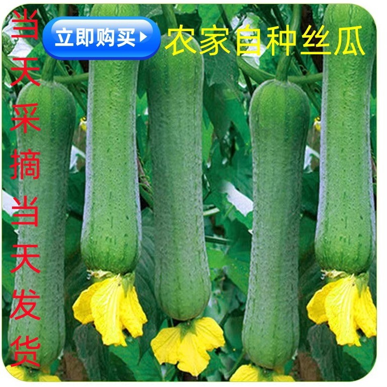 苏北农家自种新鲜短胖肉丝瓜青丝瓜香丝瓜绿丝瓜现摘现发包邮
