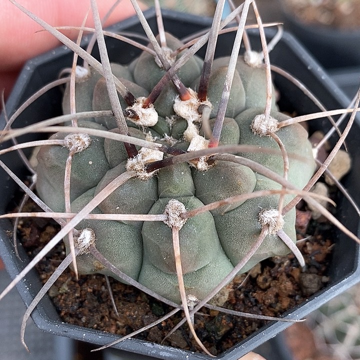 孤品实生优选长狂刺天平福利