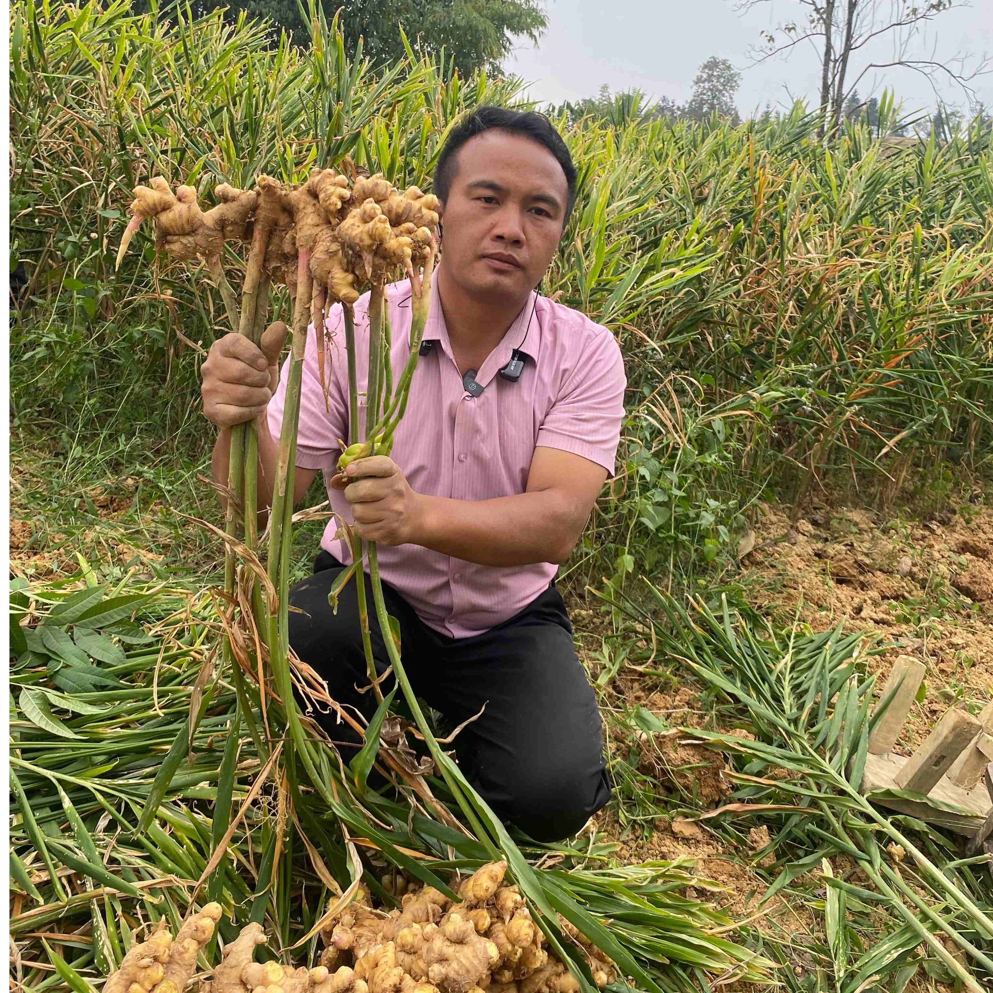 贵州小黄姜本地现挖云贵川调味姜汤1斤包邮