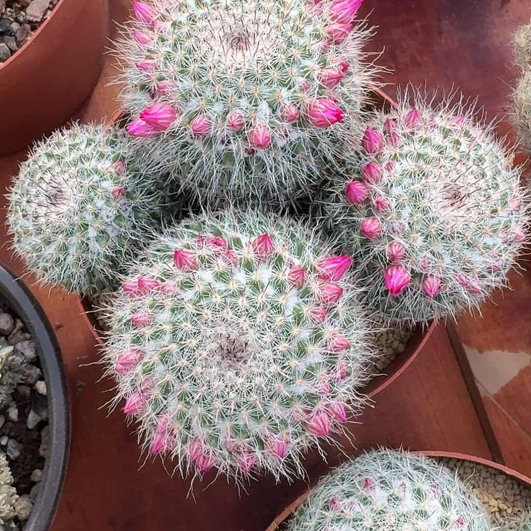 玉翁仙人球223456