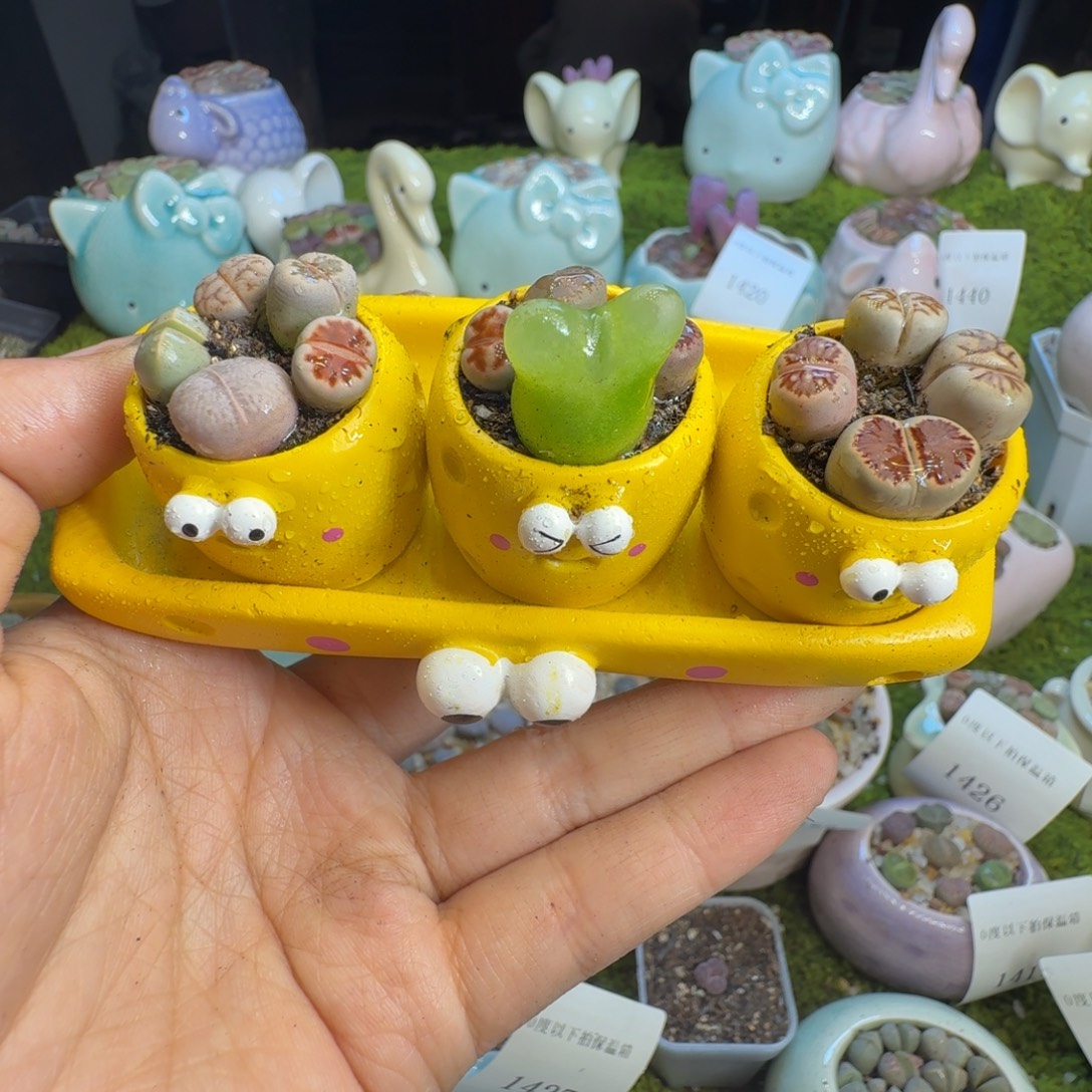 多肉植物开播福利1441