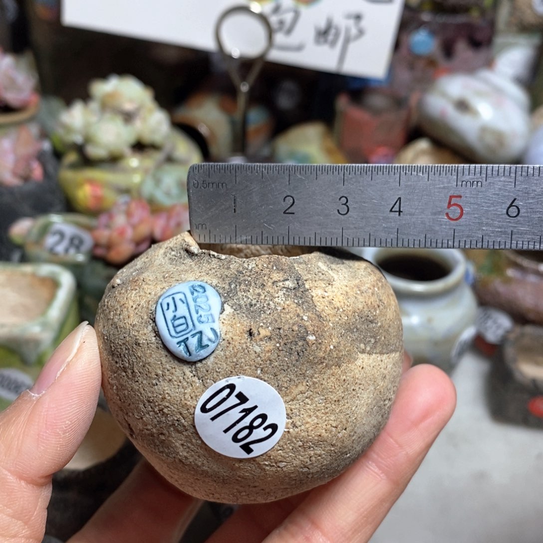 花盆拍3送一个小礼物