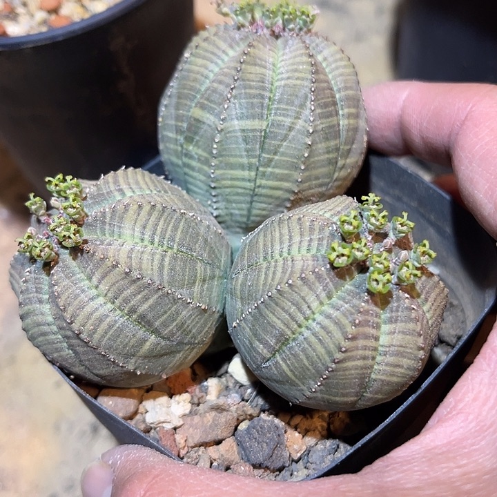 满38包邮2天凑单，脱土晾根发货多肉植物实生三头布纹球