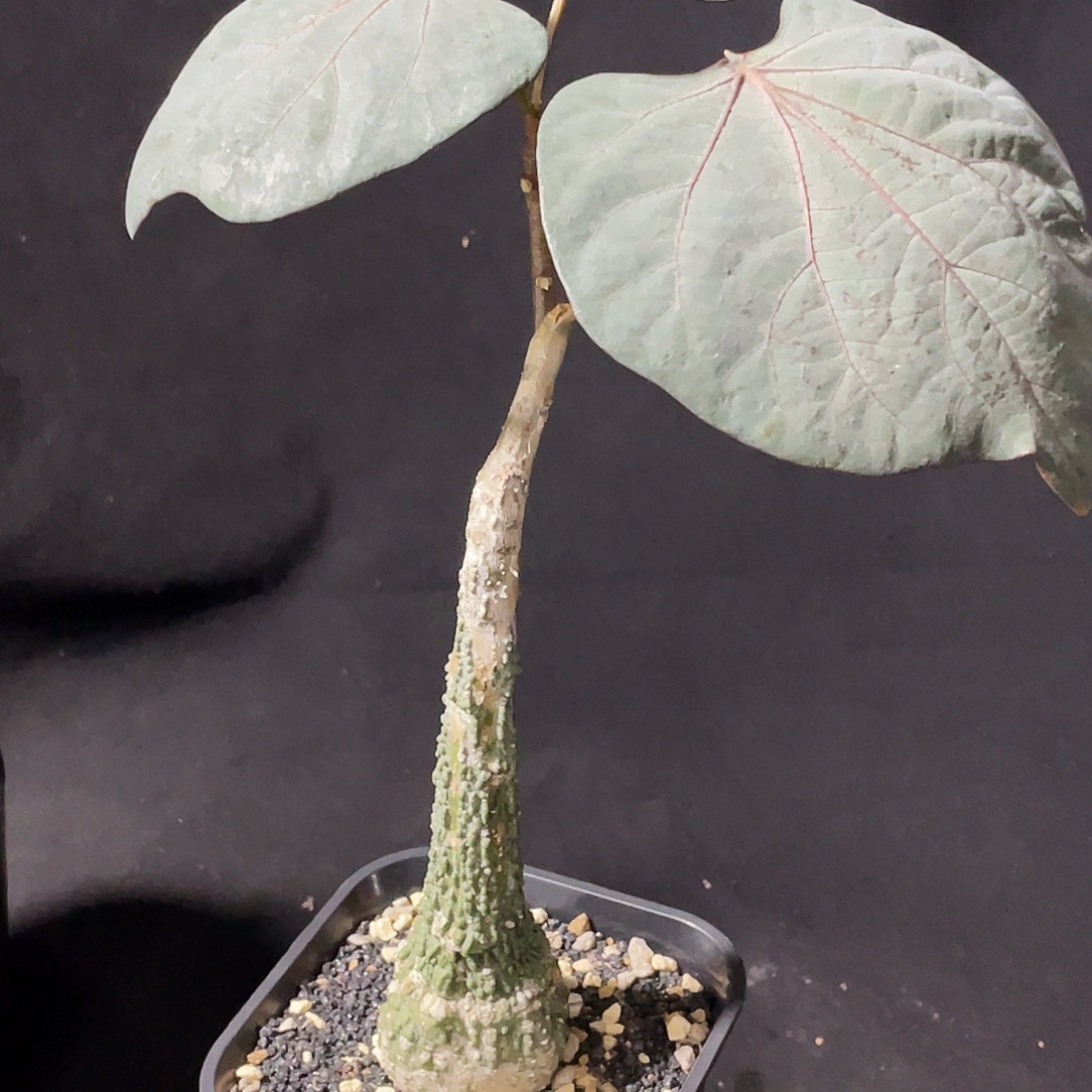 红叶西番莲6666666666