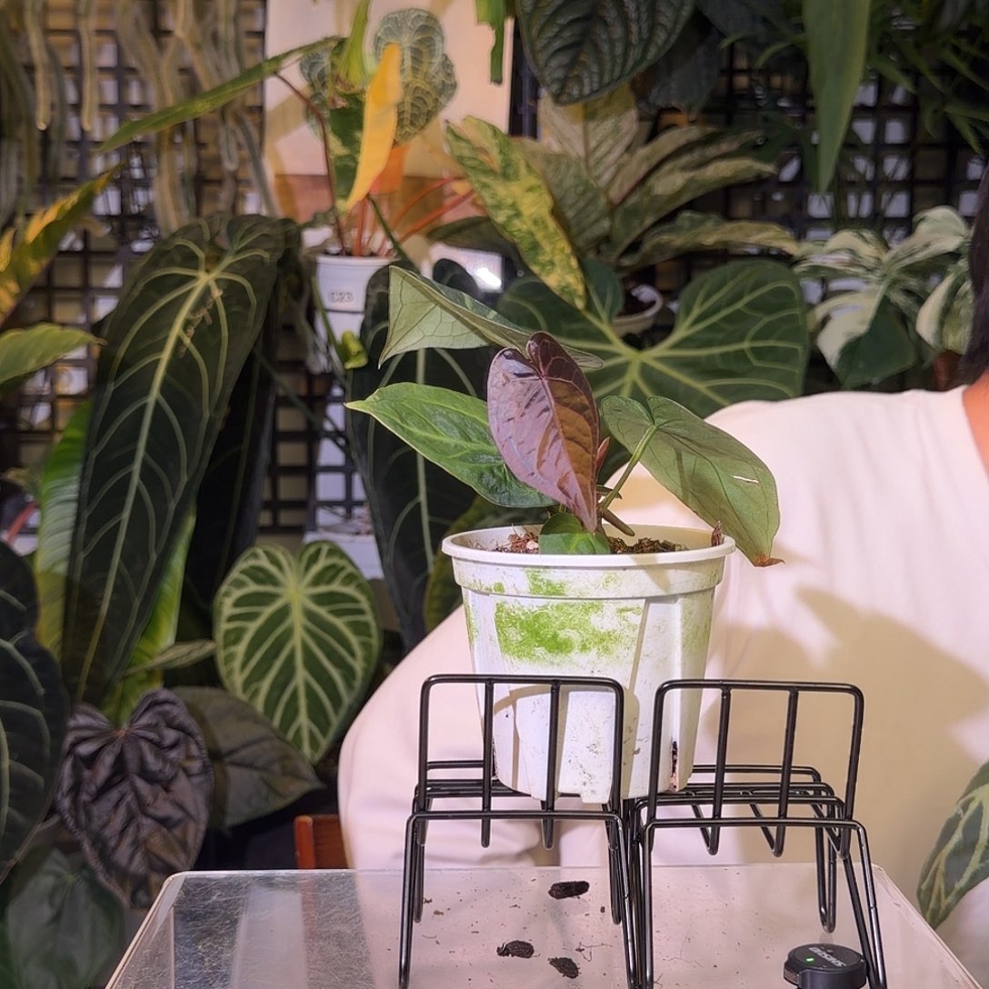 完全开放G08黑铜花烛