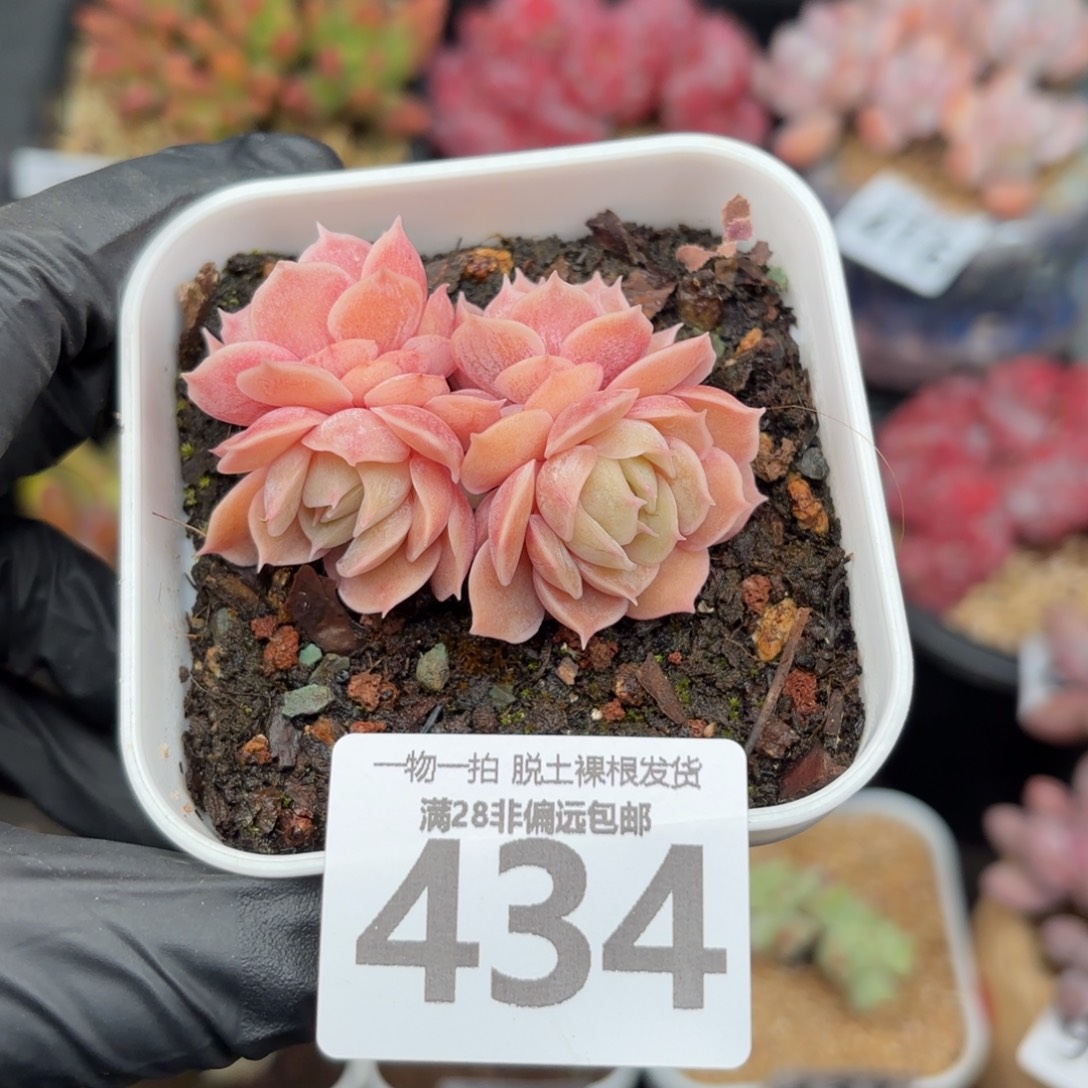 昂斯诺群生无盆土发货