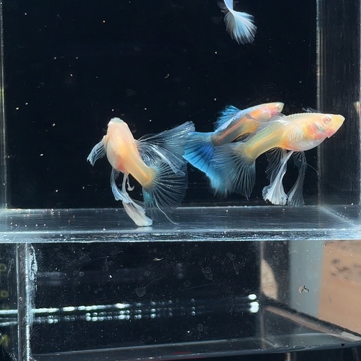 孔雀鱼两对蓝白绣球种鱼级一条母微损蝶翼