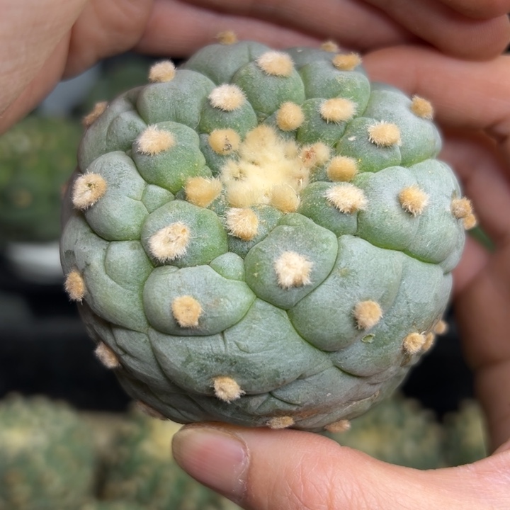 638 无根 仙人球的故事是