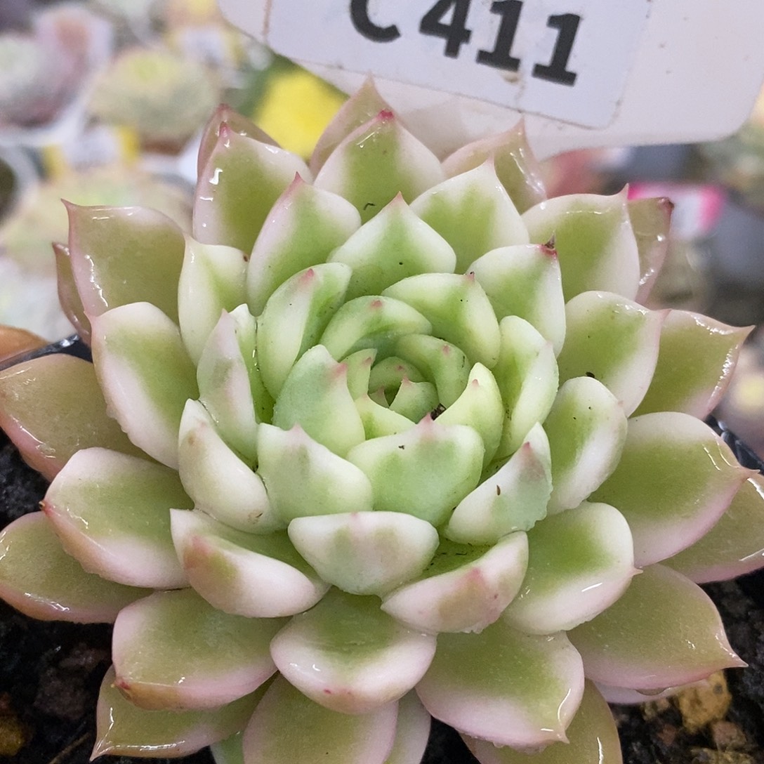 411长岛哈哈哈哈哈哈哈哈