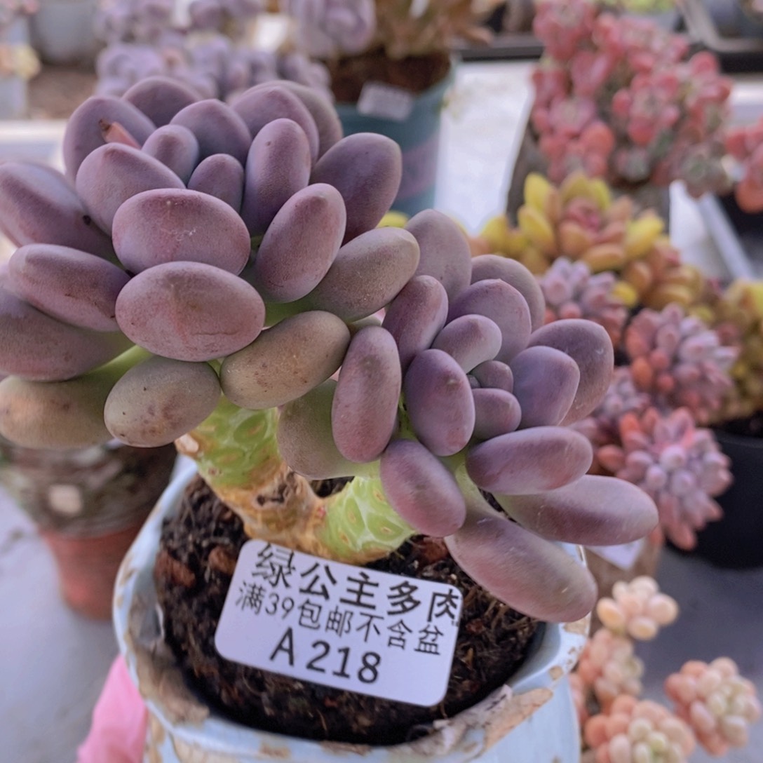 月美人8cm218多肉植物