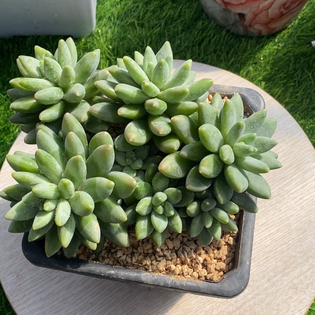 超***人啊帝斯托综合链接