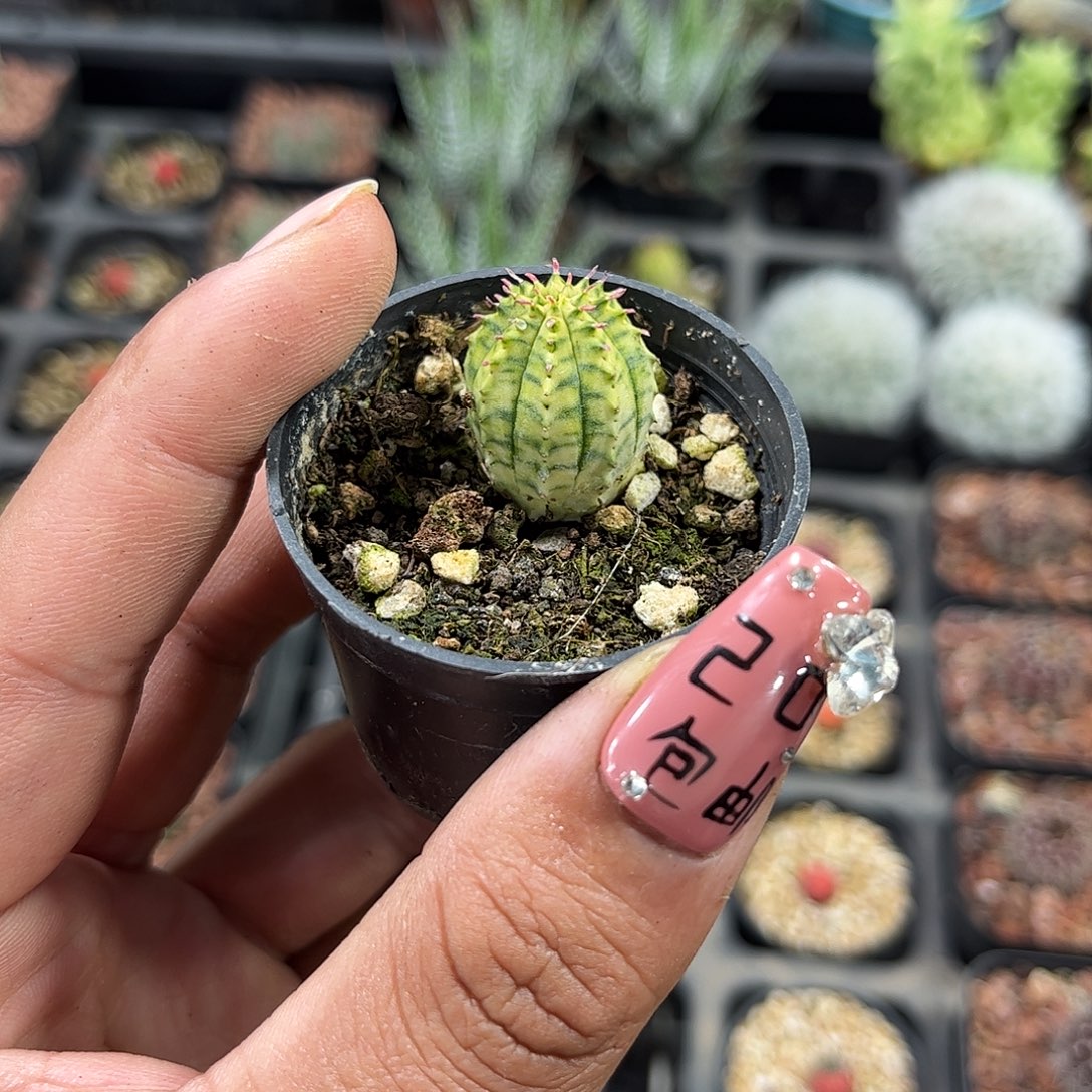 单头布纹球锦单头发货单头