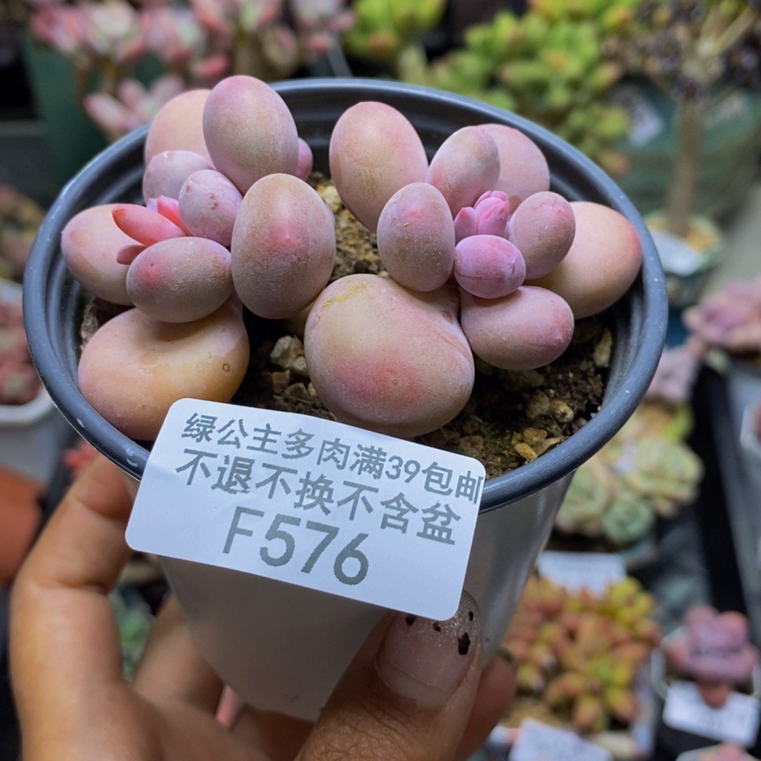 576蛋黄奶多肉7c m