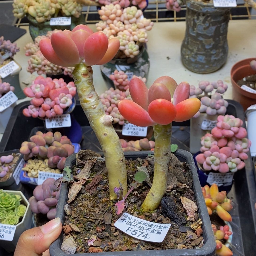 @**呀574金蟾多肉整8c m