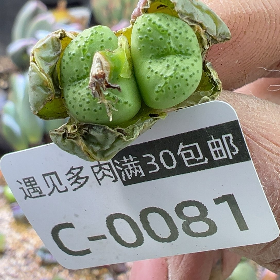 多肉植物的e 11111111111111111