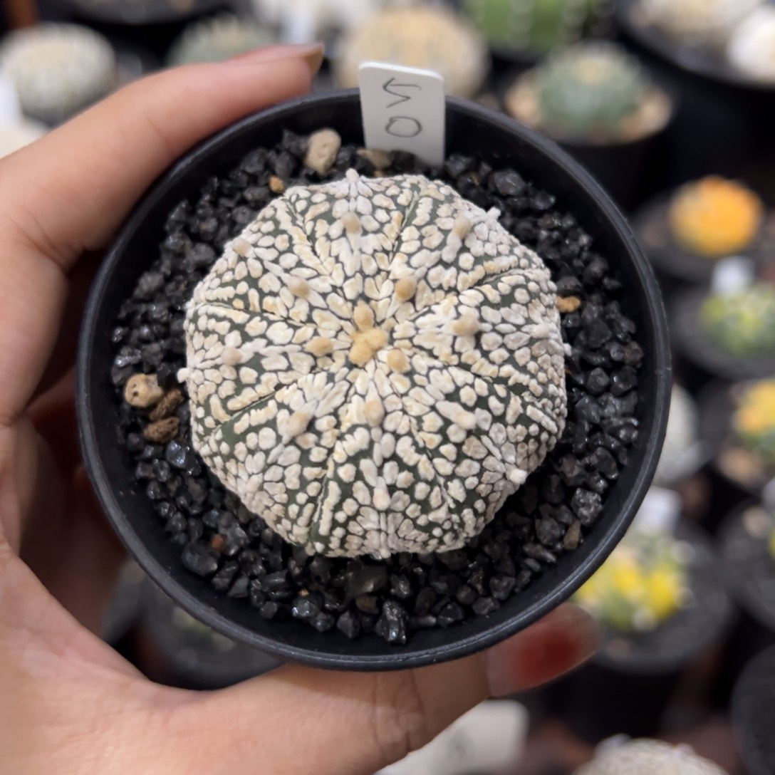 三七 实生兜 小雏菊 一物一拍