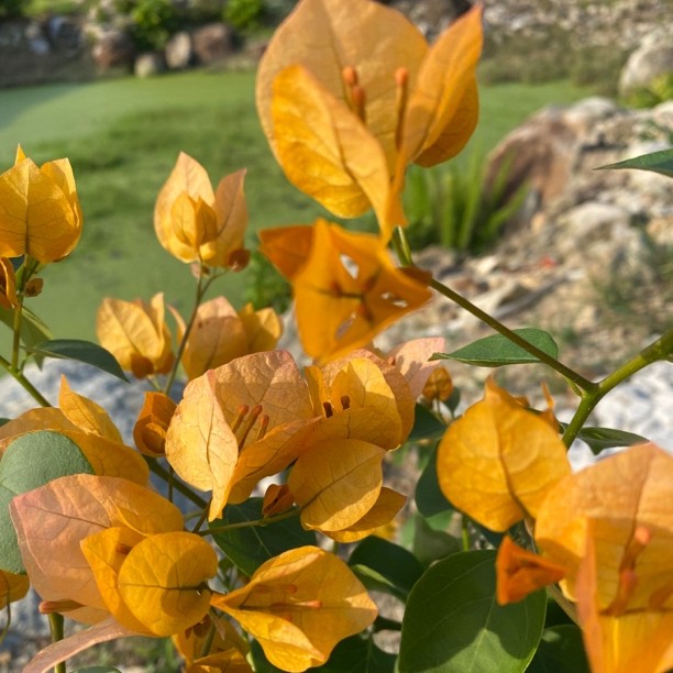 《金色光辉》初来金黄后期渐变粉色，勤花丰花阳台庭院种植！