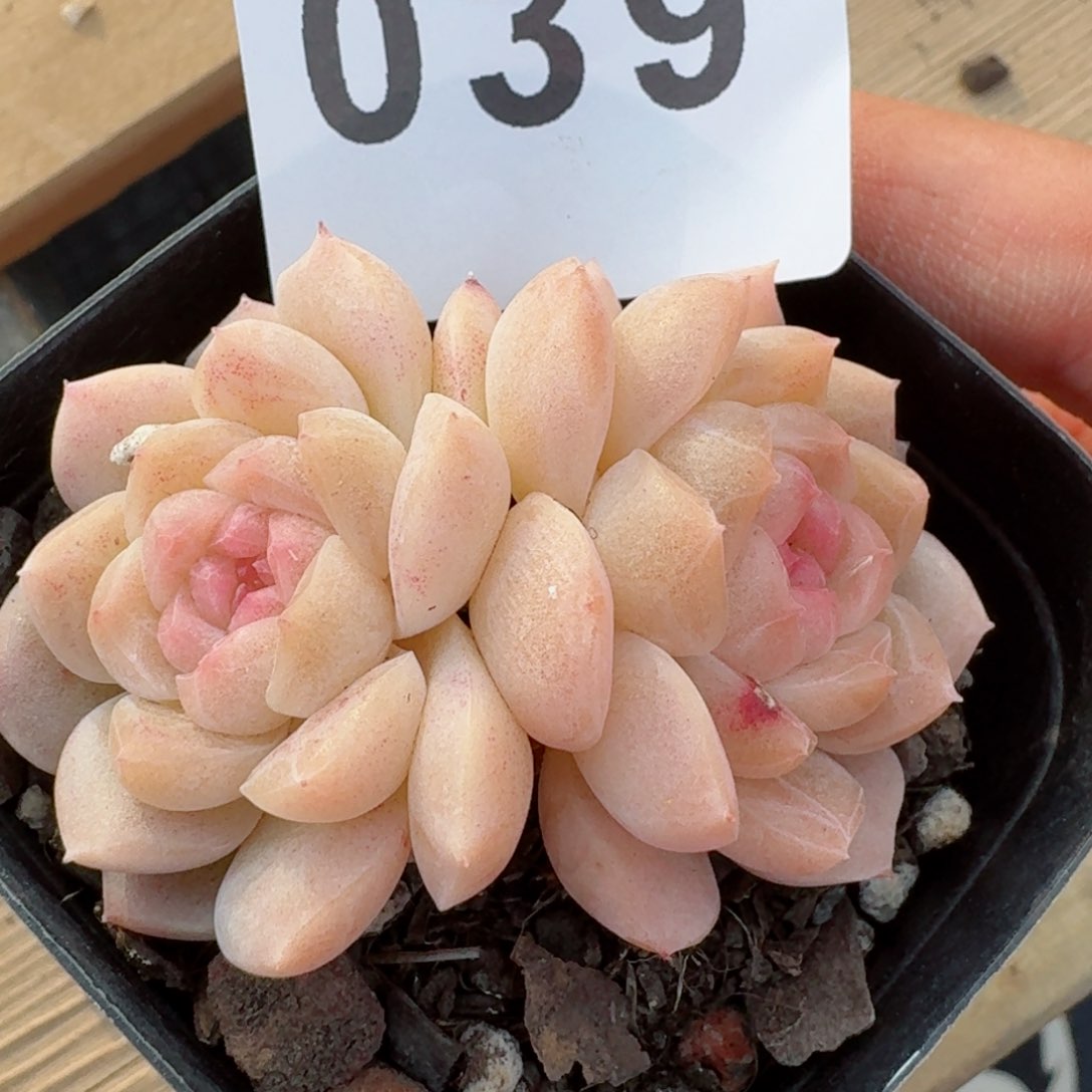 白桃双头         精品多肉