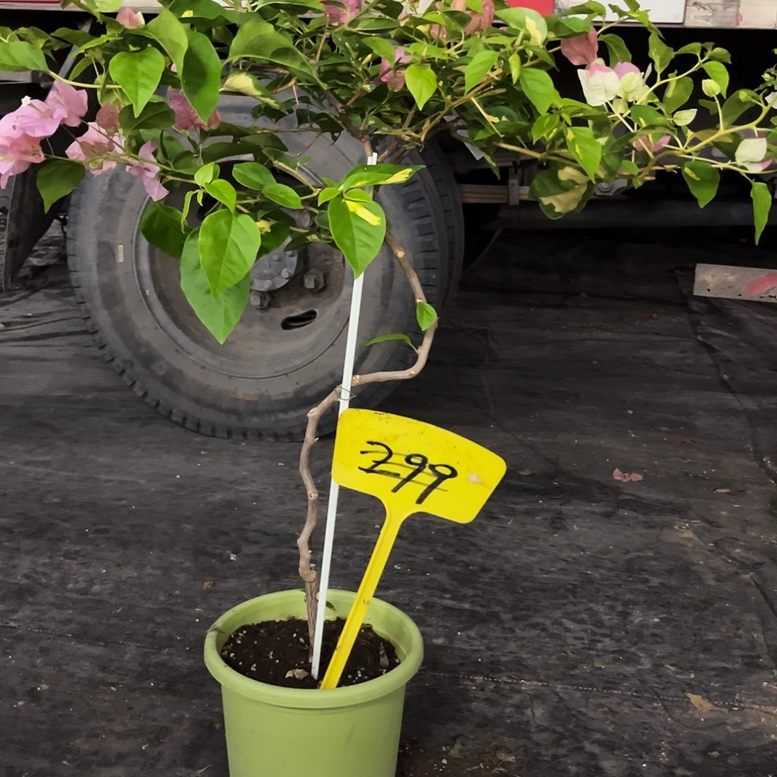 大部分花苞少量开放樱*金心橙白299