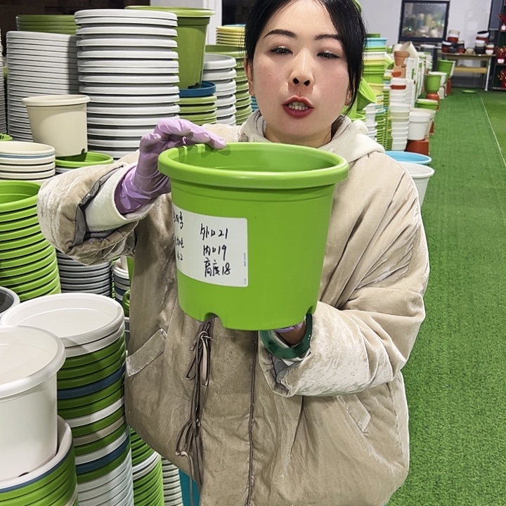 特价3号四季口21高18果绿10只无托