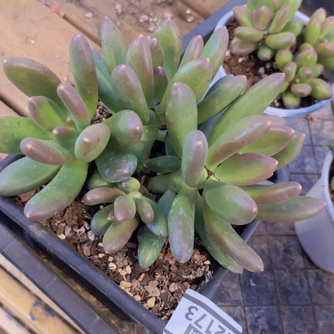 芒果奶02173多肉植物