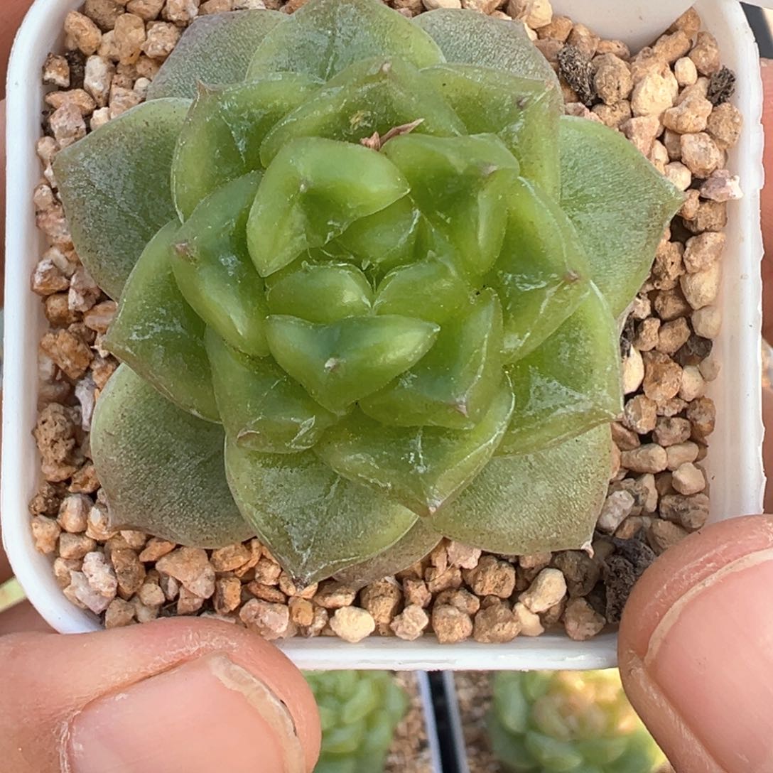 21号七喜石化晗雨多肉植物
