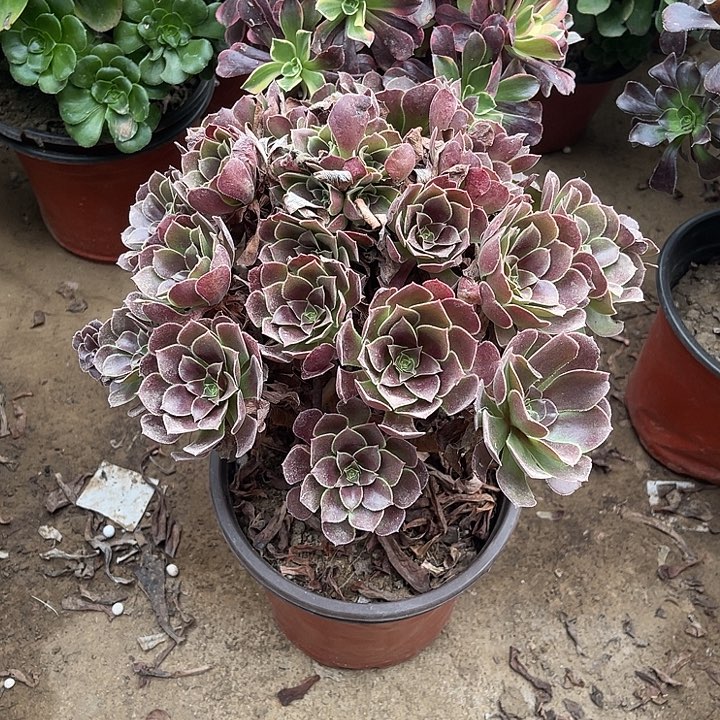 2号荷兰玫瑰玫瑰玫瑰