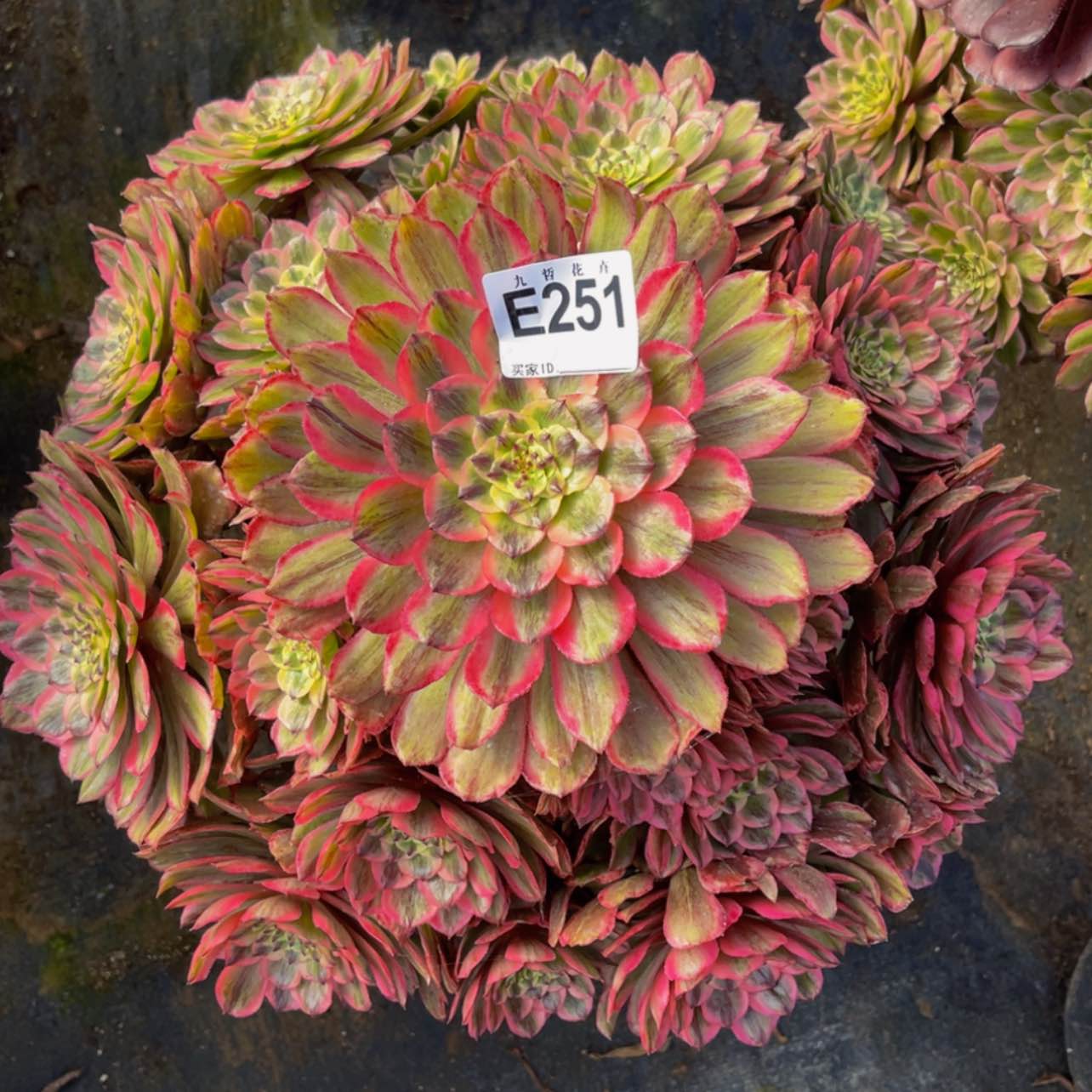 【闪购商品】25100