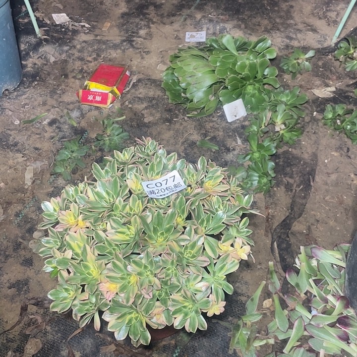 077甜茶多肉法师多肉