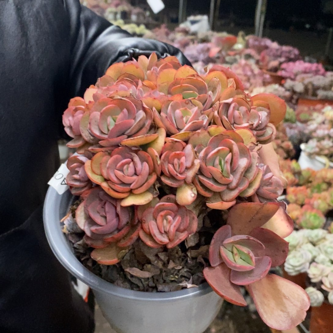 玫瑰秀妍整桩整群