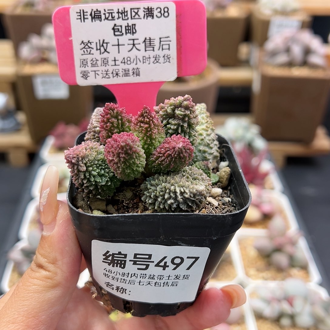 497朱紫玉多肉植物