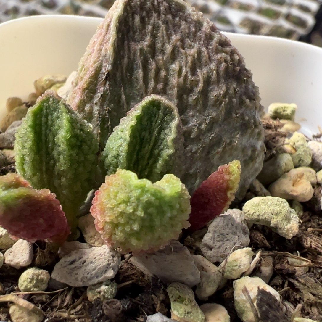 胖五大苗多肉植物水泡
