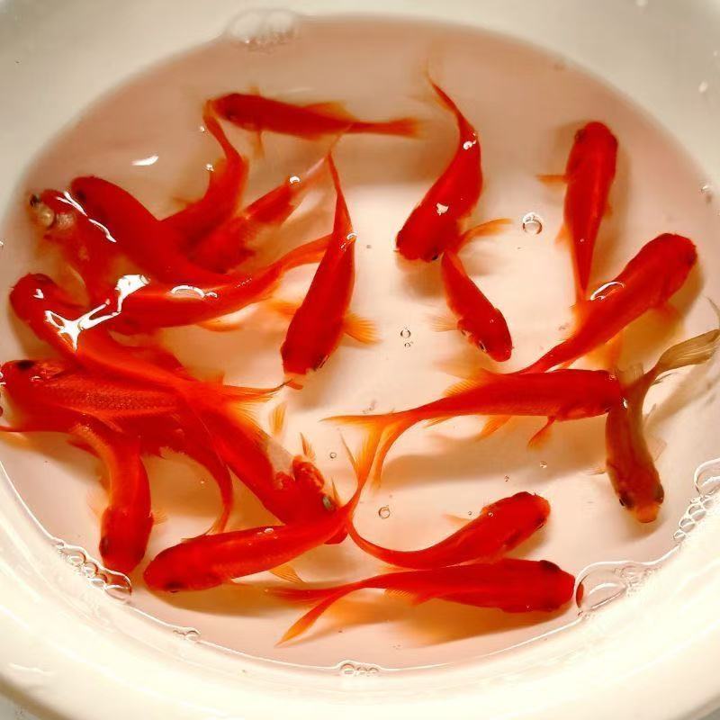 7-9厘米40条大尺寸草金鱼冷水观赏鱼新手好养耐活饲料鱼包邮