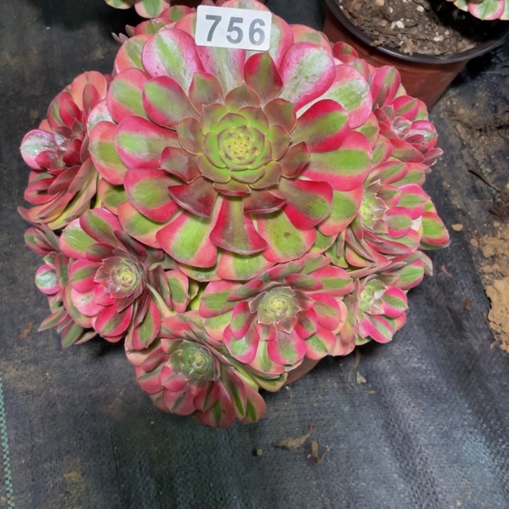 756老庄多肉法师雨荷