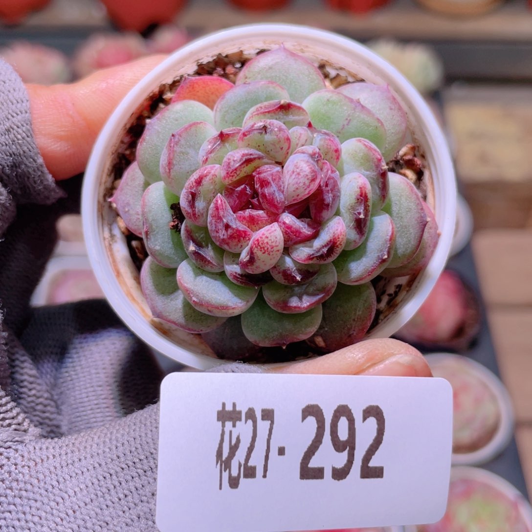 花利美27-292新品