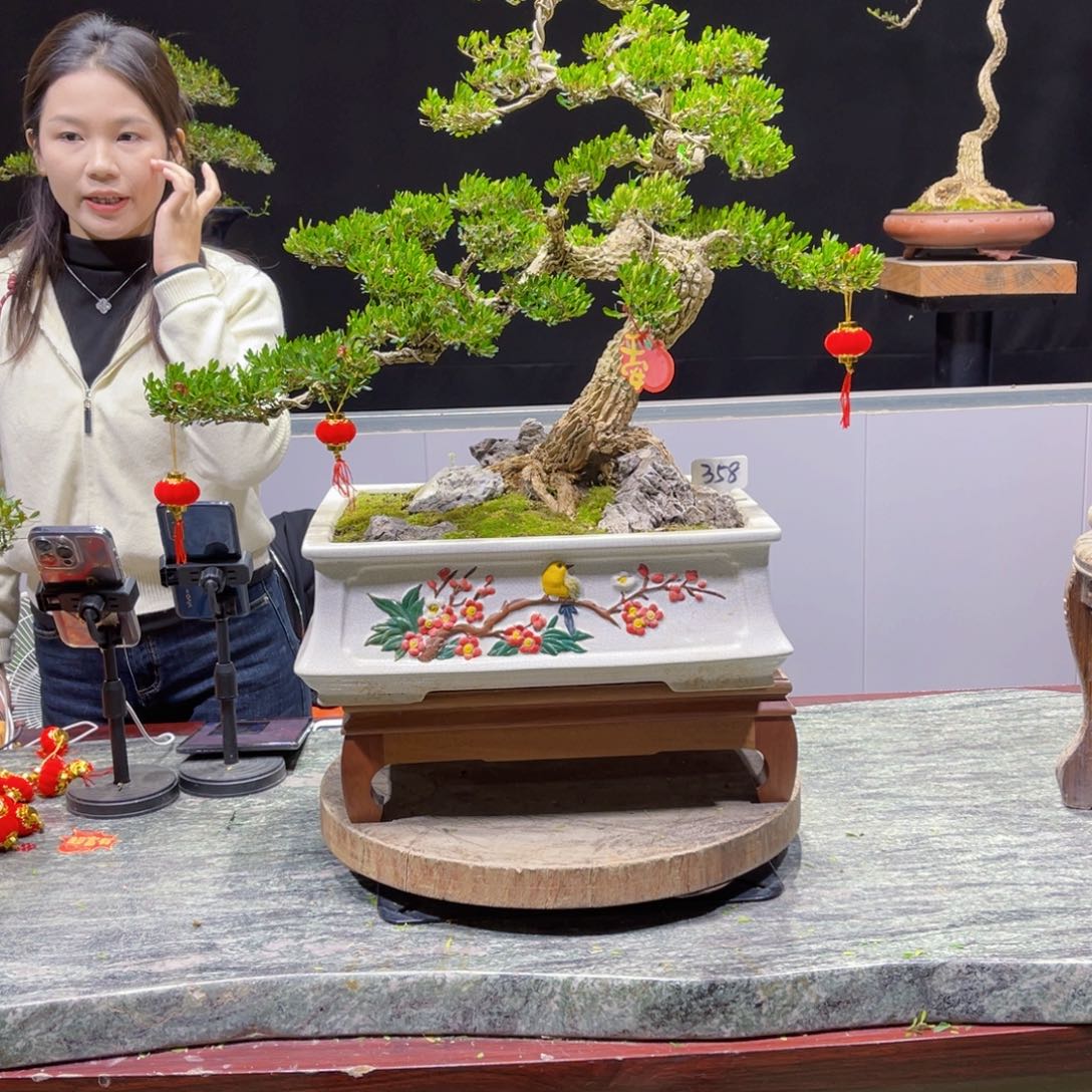 四季常青老桩黄杨盆景大*