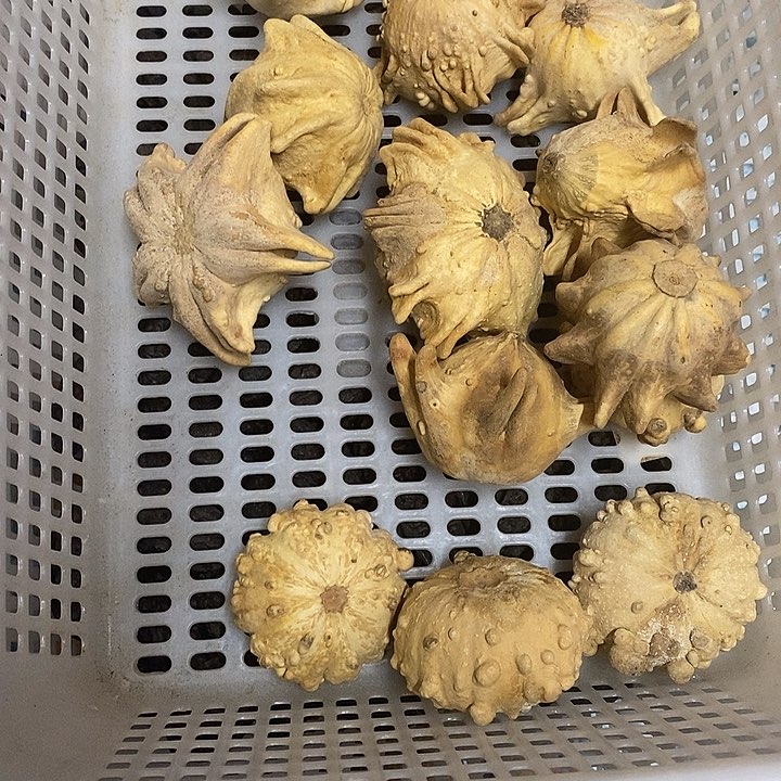 吊坠橄榄核醉**阳