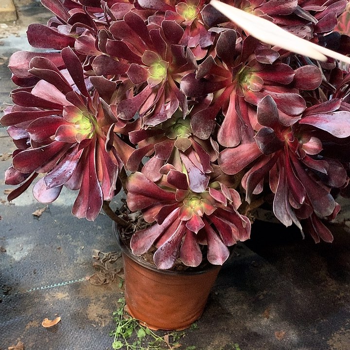 多肉多肉多肉华纳65